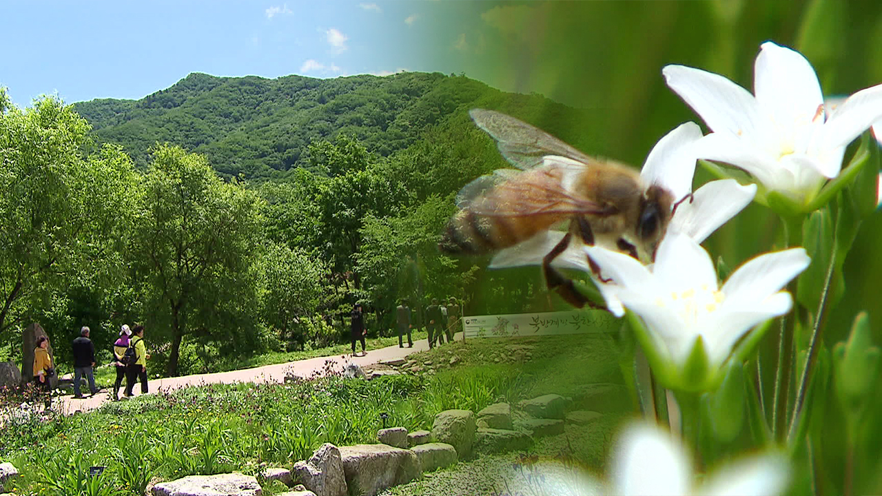 “백두산에 피는 꽃 보러 오세요”…DMZ 이북 자생식물 전시