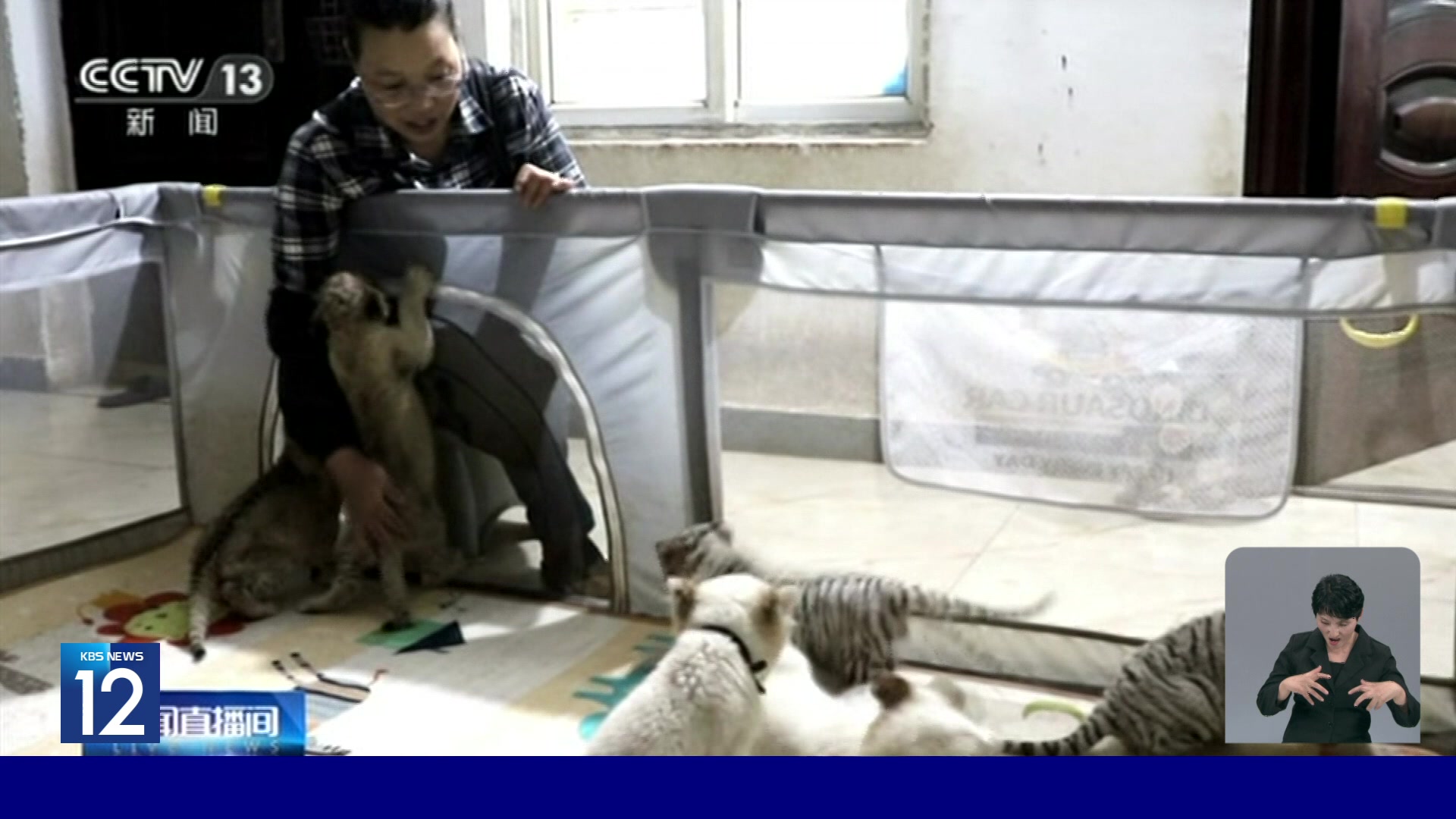 중국, 아기 사자와 백호들 공개