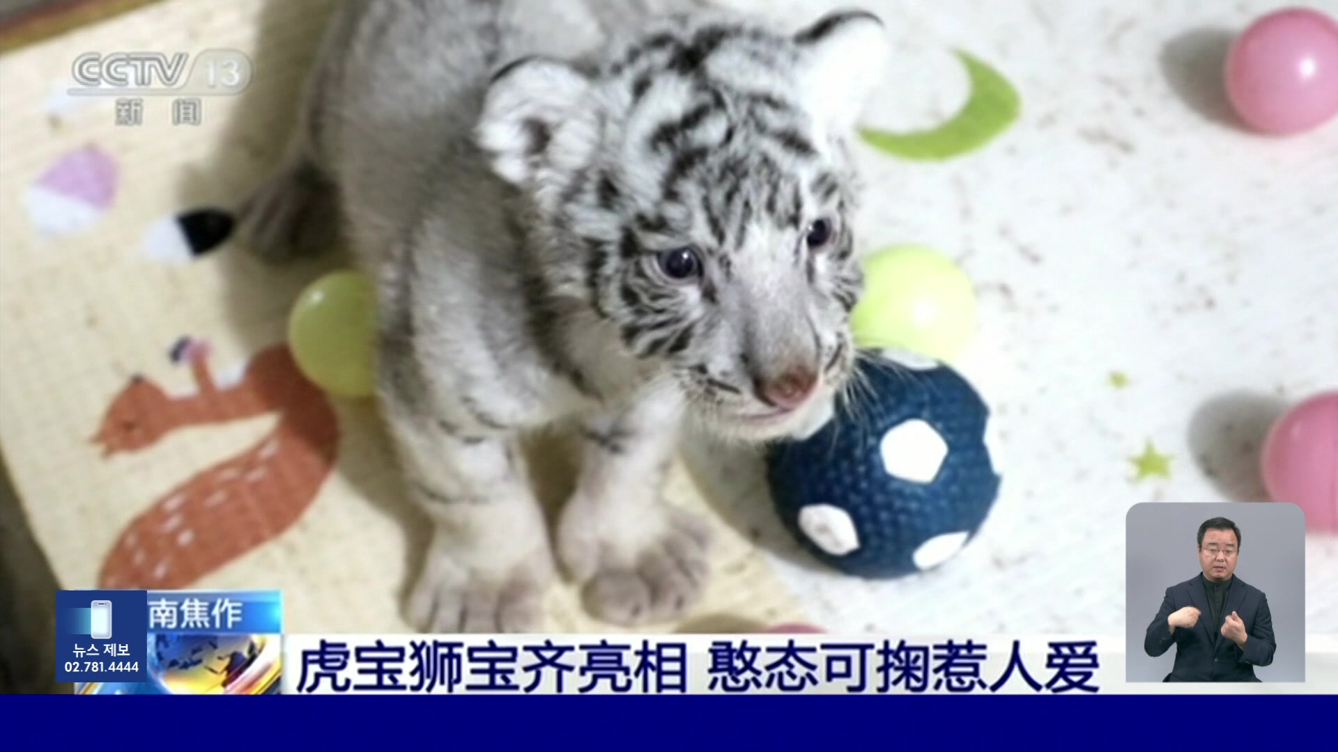 중국, 아기 사자와 백호들 공개
