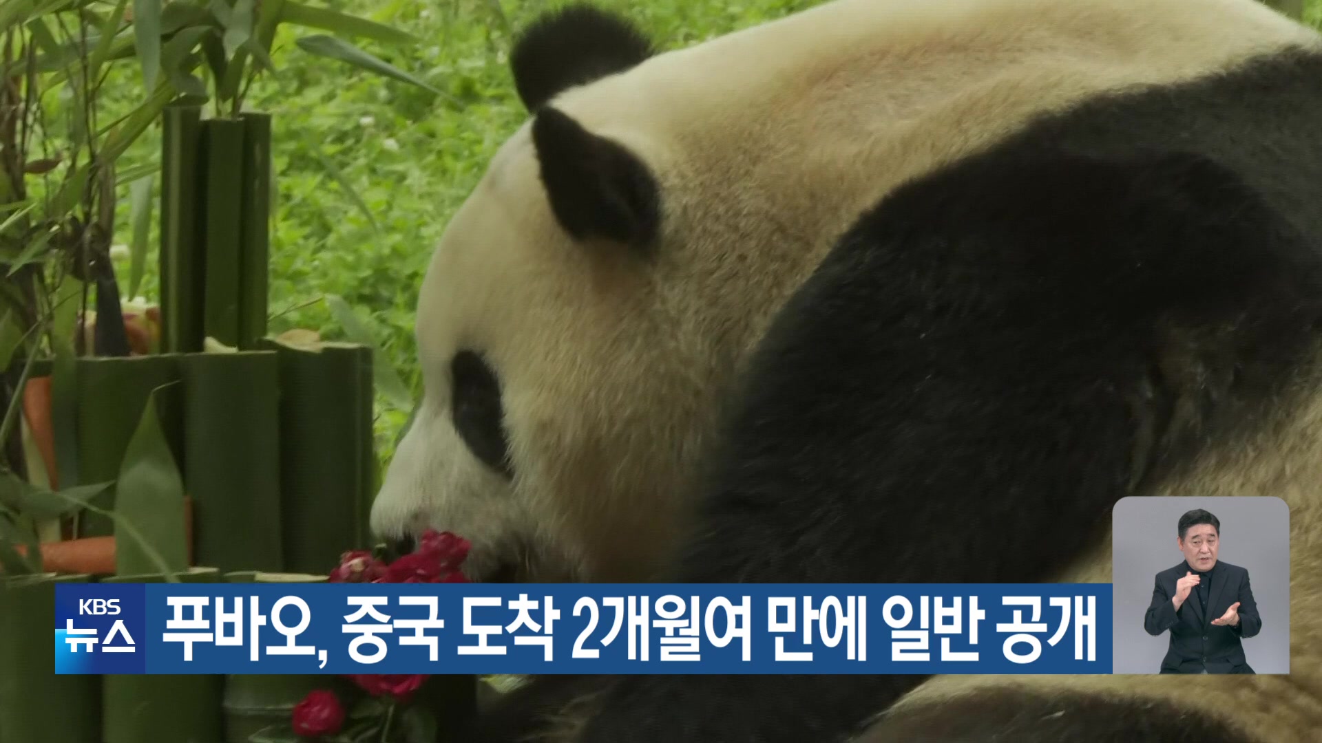 푸바오, 중국 도착 2개월여 만에 일반 공개