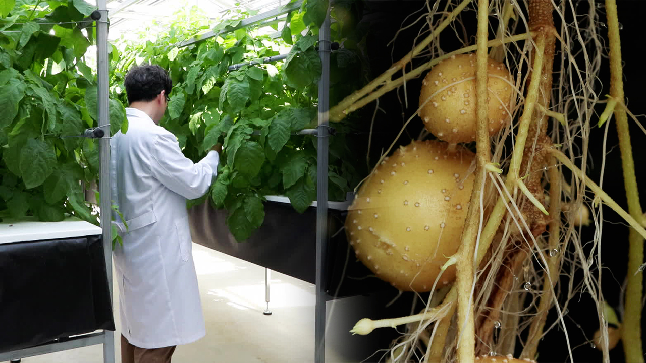 감자 전래 200년에 ‘감자 선진국’…기후 변화는 도전