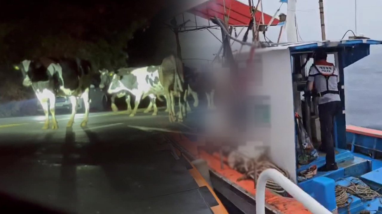 젖소 10여마리 탈출 소동…삼척 앞바다 어민 표류 3시간 만에 구조