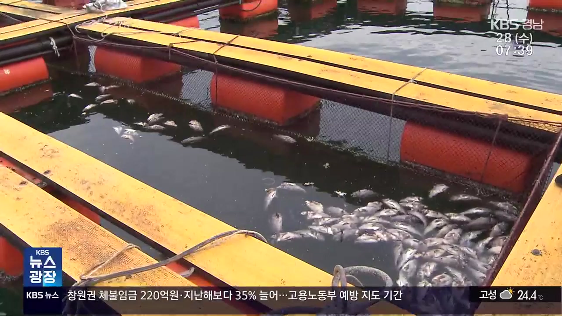 해마다 폐사 ‘조피볼락’…“그래도 키울 수밖에”