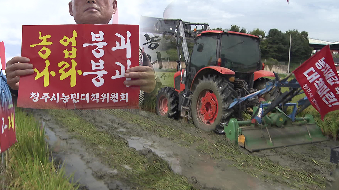 수확 열흘 앞두고 벼 갈아 엎어…쌀값 폭락 대책 촉구