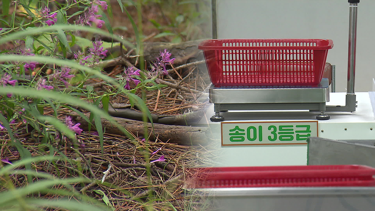 무더위에 ‘강원 송이’ 실종…축제도 차질 우려