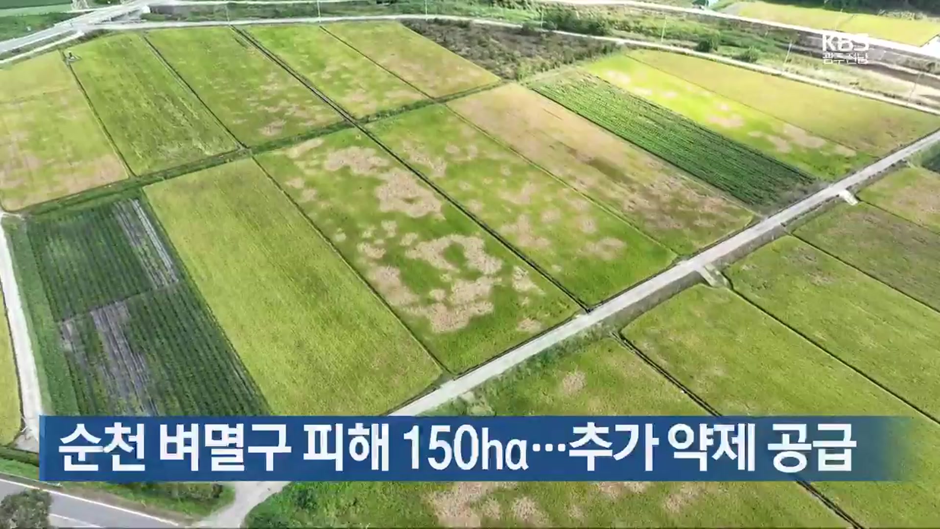 [여기는 전남] 순천 벼멸구 피해 150ha…추가 약제 공급 외