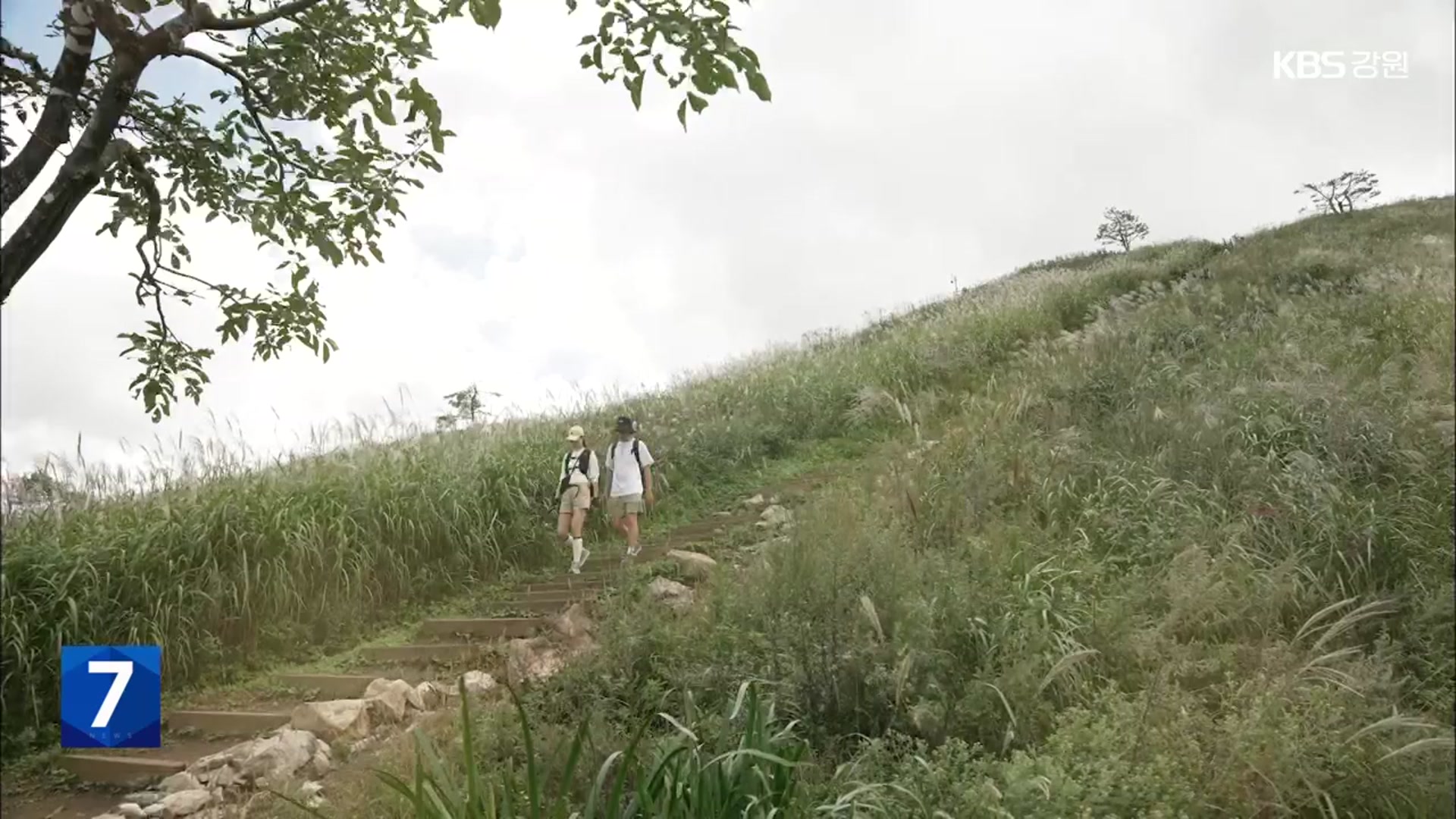 [포착!현장7] 은빛 물결 속 가을 정취 ‘정선 민둥산 은빛 억새 축제’