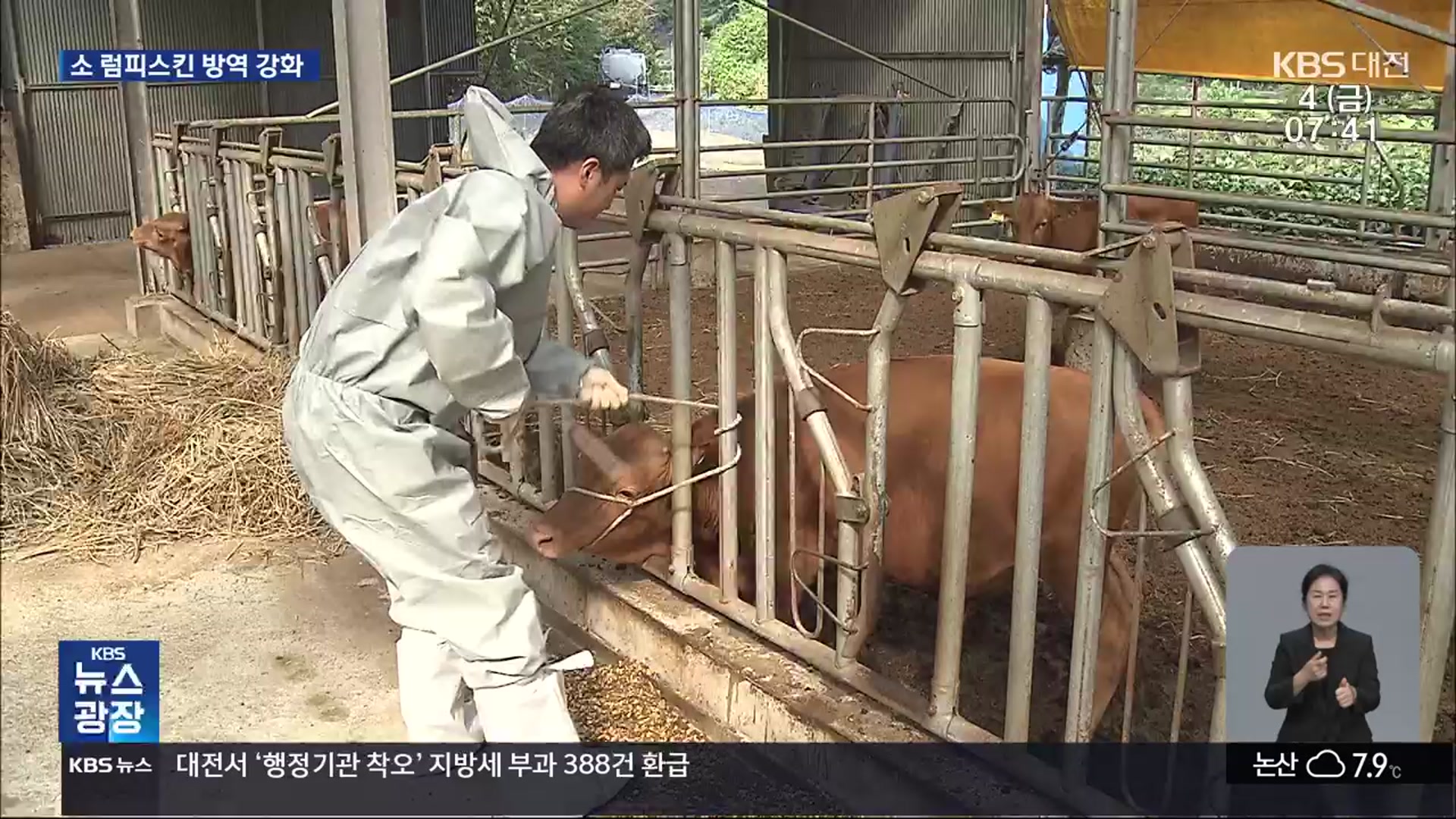 충북까지 접근한 소 럼피스킨…충남 소농가 초긴장