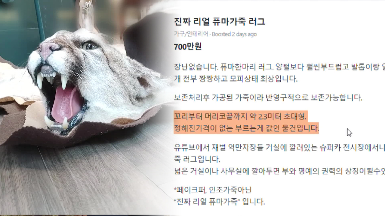 “퓨마 가죽 팝니다” 버젓이…단속은 ‘구멍’