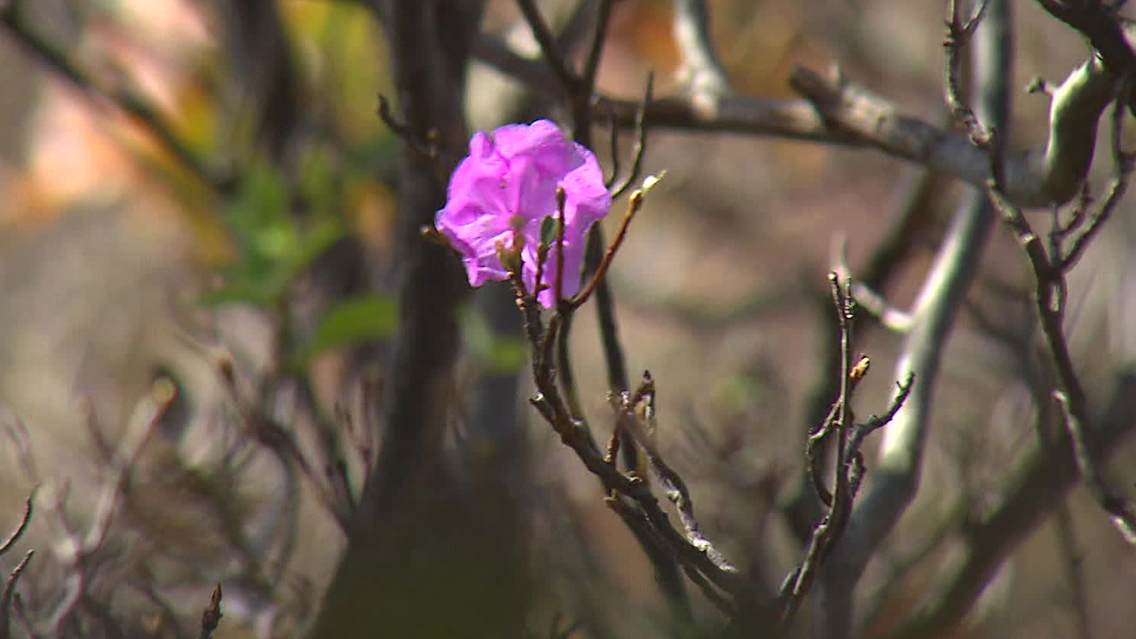 Unusual azalea blooming in Seoraksan signals climate change impact