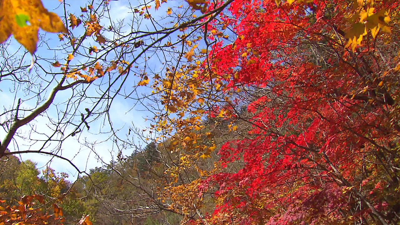 Long-awaited autumn foliage: Where are the famous spots in Seoul?