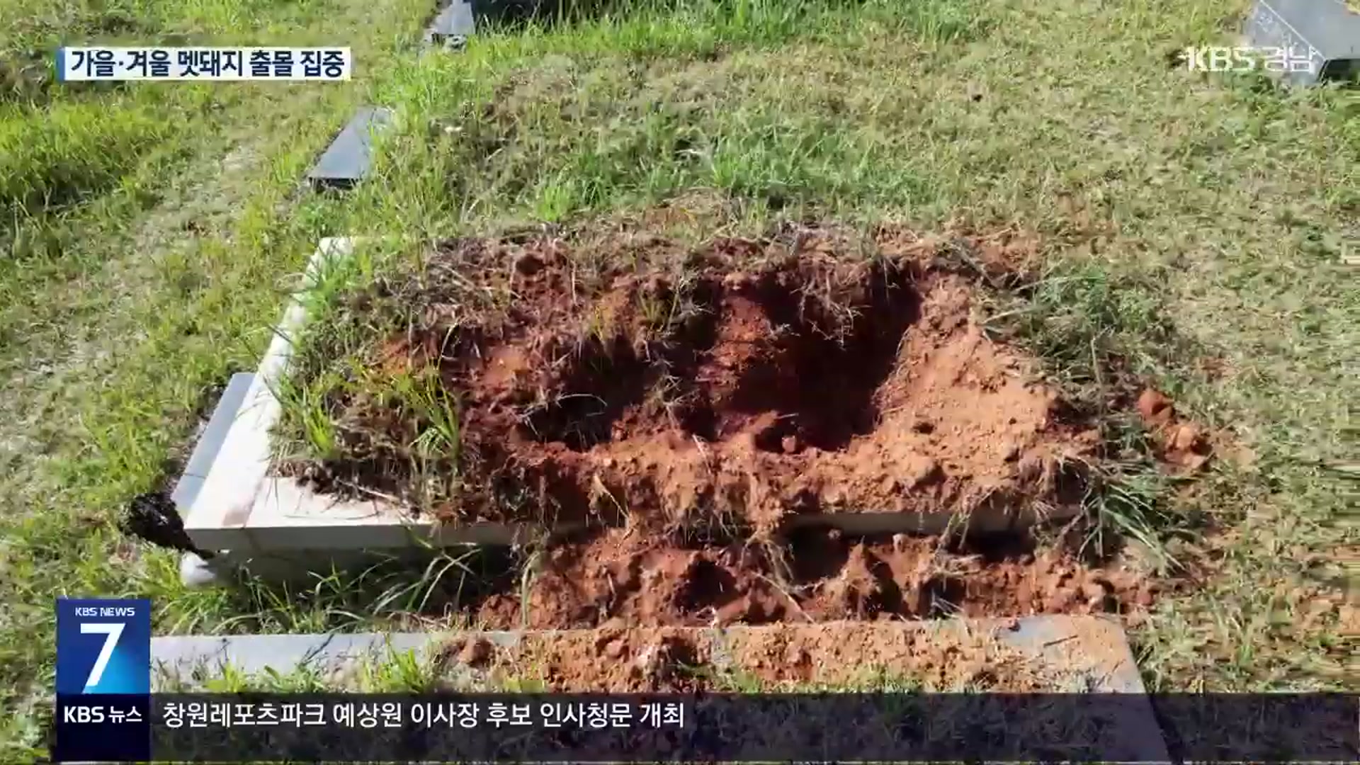 도심 습격하고 무덤 파헤치고…야생 멧돼지 출몰 잇따라