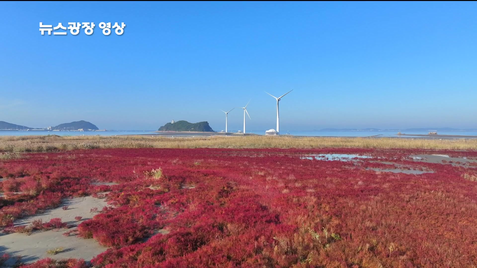 [뉴스광장 영상] 댑싸리 핀 탄도항