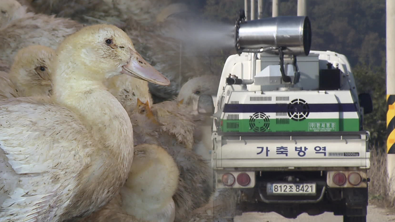 충북 오리농장서 고병원성 AI 발생…“피해 확산 우려”