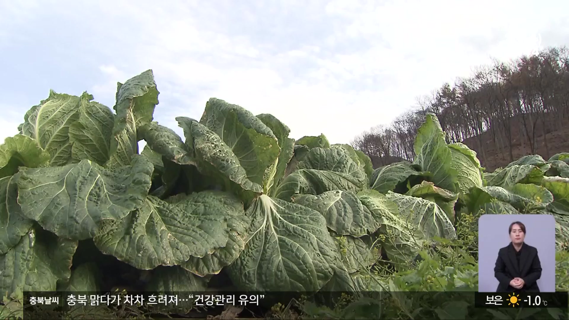 가을배추 출하 본격화…김장 비용 안정세