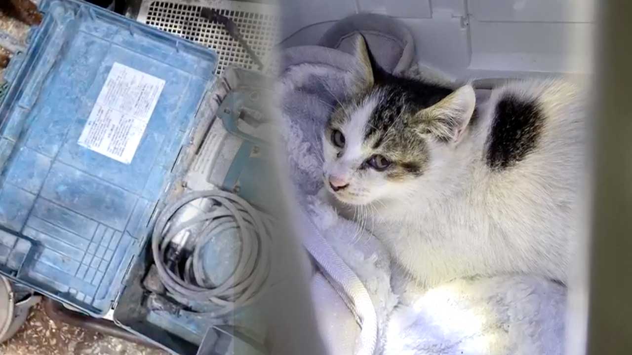 공사 현장서 고양이 3마리 매장…2마리 구조