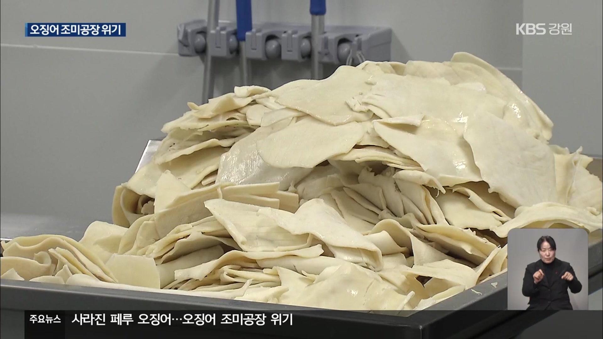 페루산 오징어 급감…강릉 오징어 조미공장 ‘휘청’