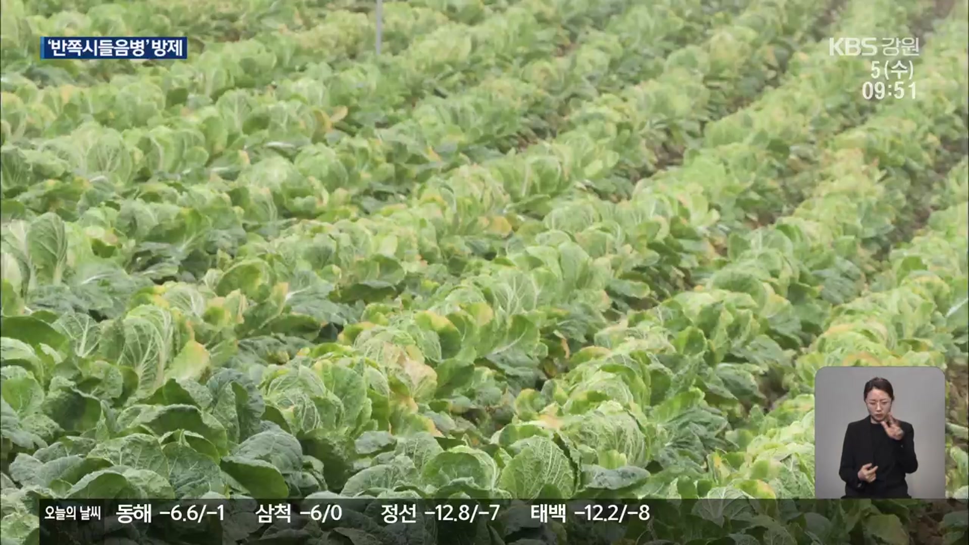 배추 ‘반쪽시들음병’ 방제 성공…농가 보급 유도