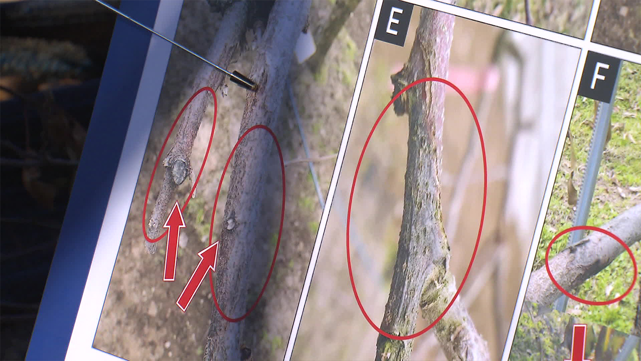 [기후는 말한다] “과수화상병을 막아라”…지금이 방제 적기