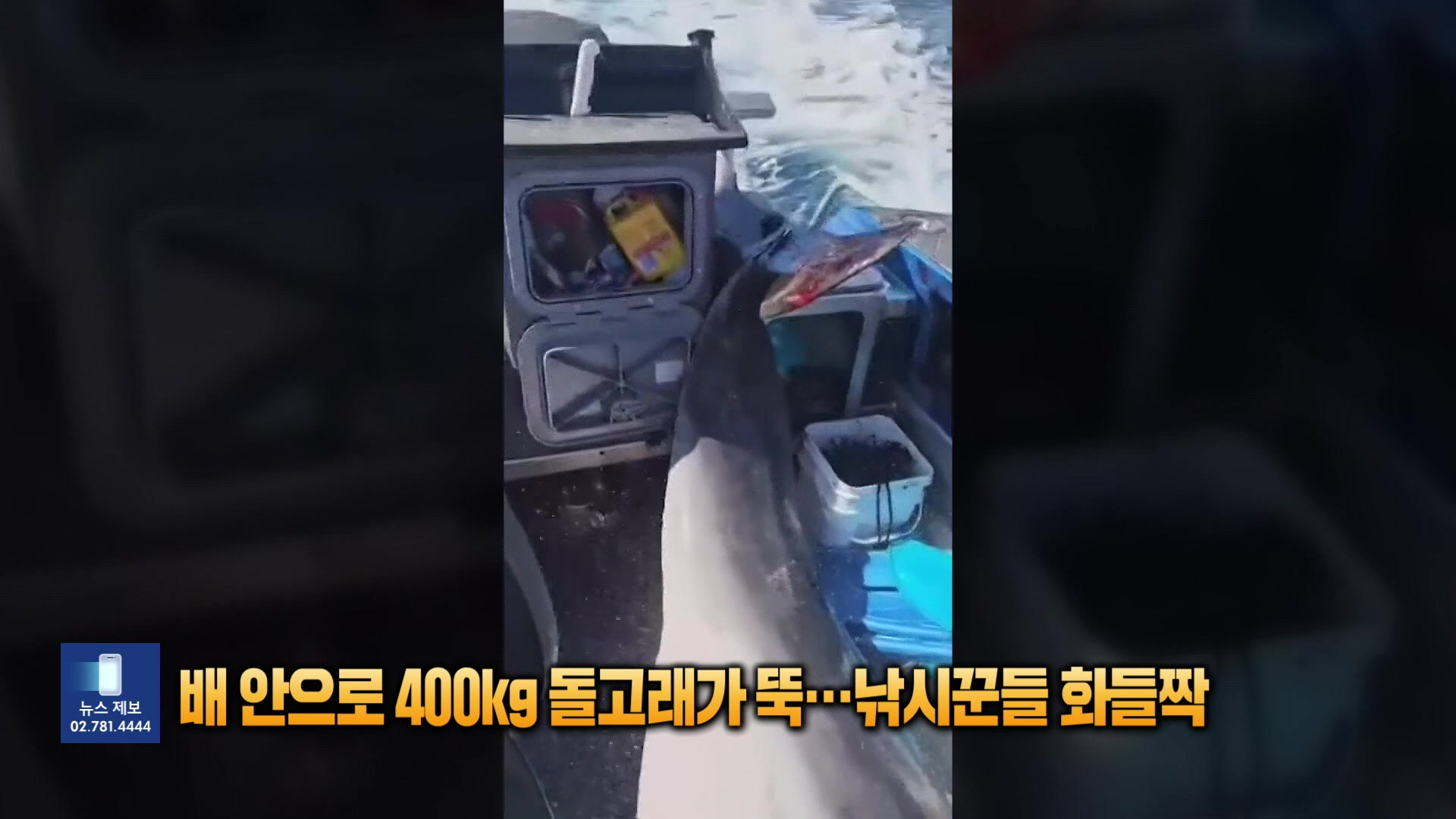 배 안으로 400kg 돌고래가 뚝…낚싯꾼들 화들짝 [잇슈 SNS]