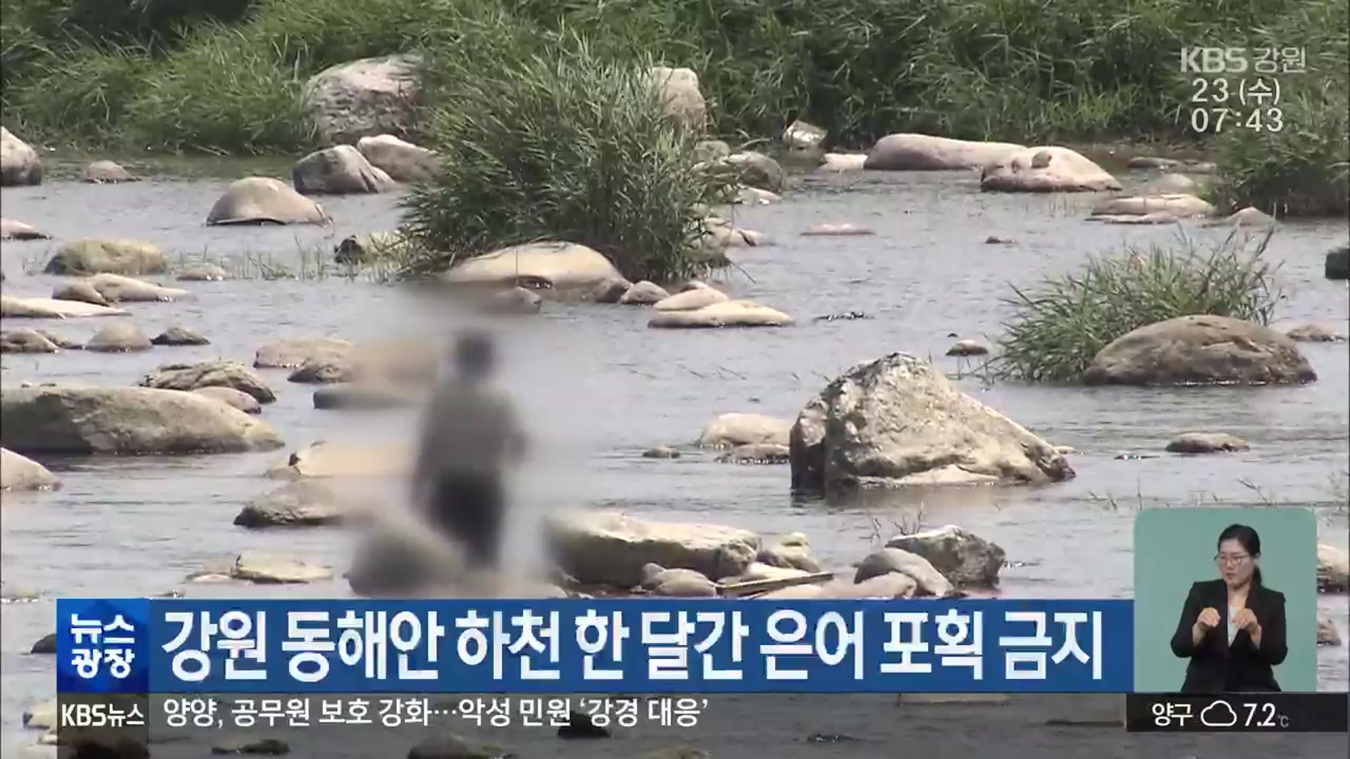 강원 동해안 하천 한 달간 은어 포획 금지