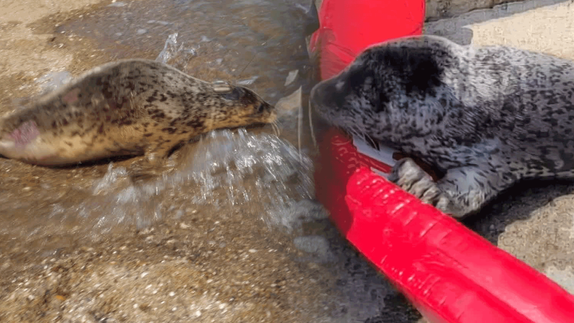 Spotted seals returned to the wild