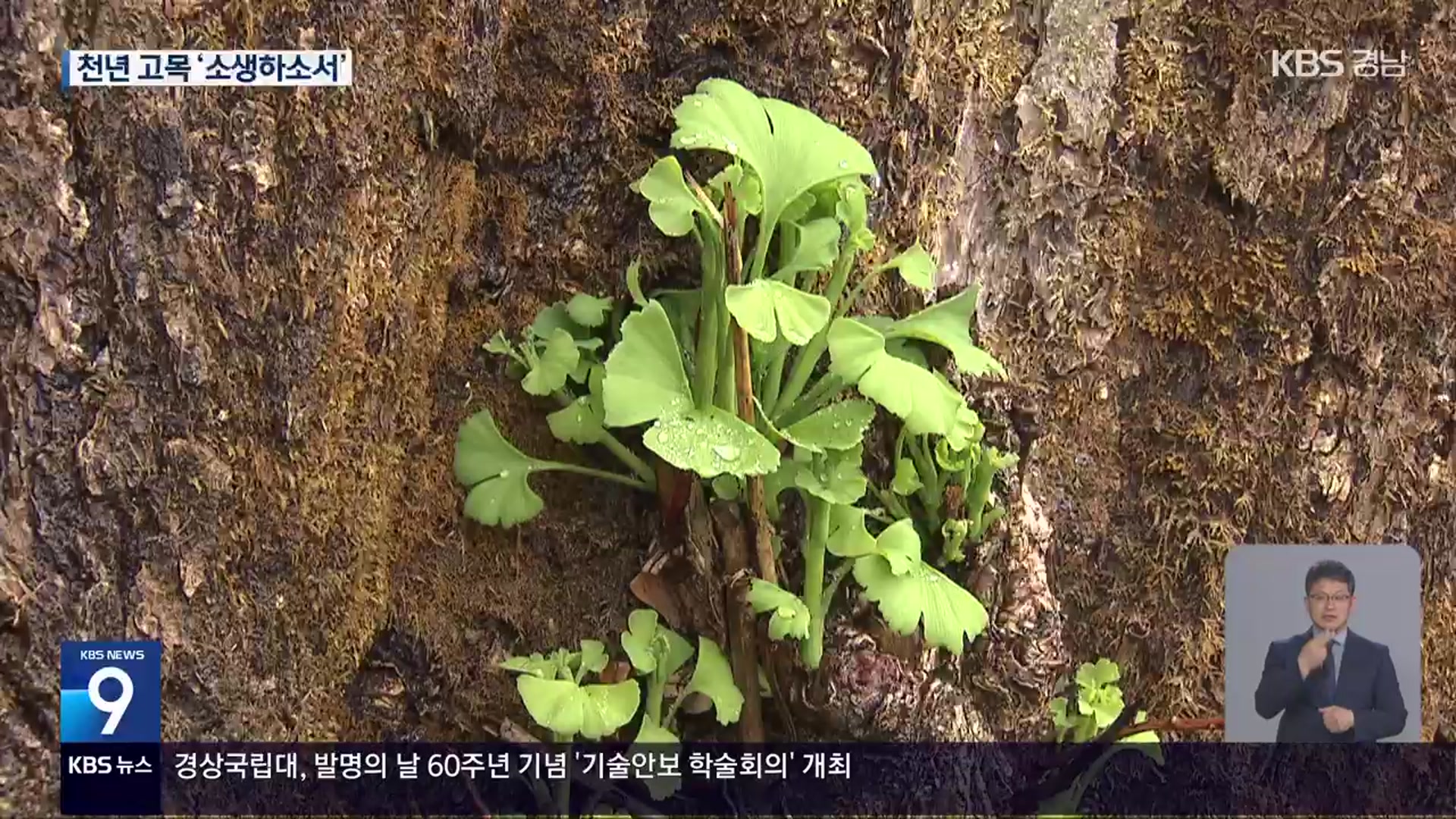 화마 소실 천년 은행나무, 소생 바라는 희망