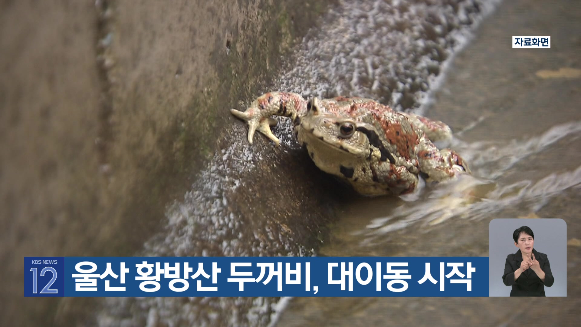 [기후는 말한다] 울산 황방산 두꺼비, 대이동 시작