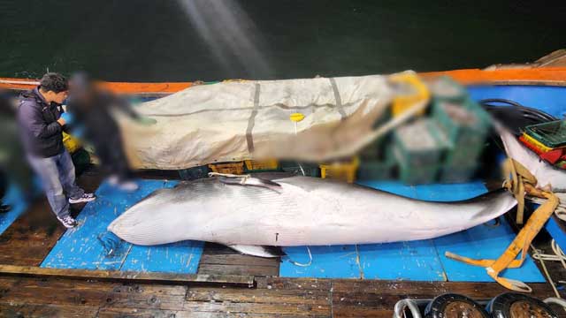 ‘바다의 로또’ 밍크고래 혼획…“전북 군산에서 4년 만”