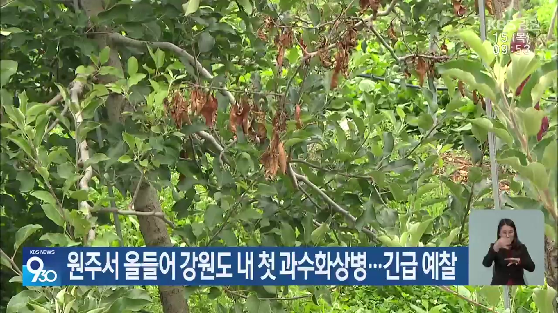원주서 올들어 강원도 내 첫 과수화상병…긴급 예찰
