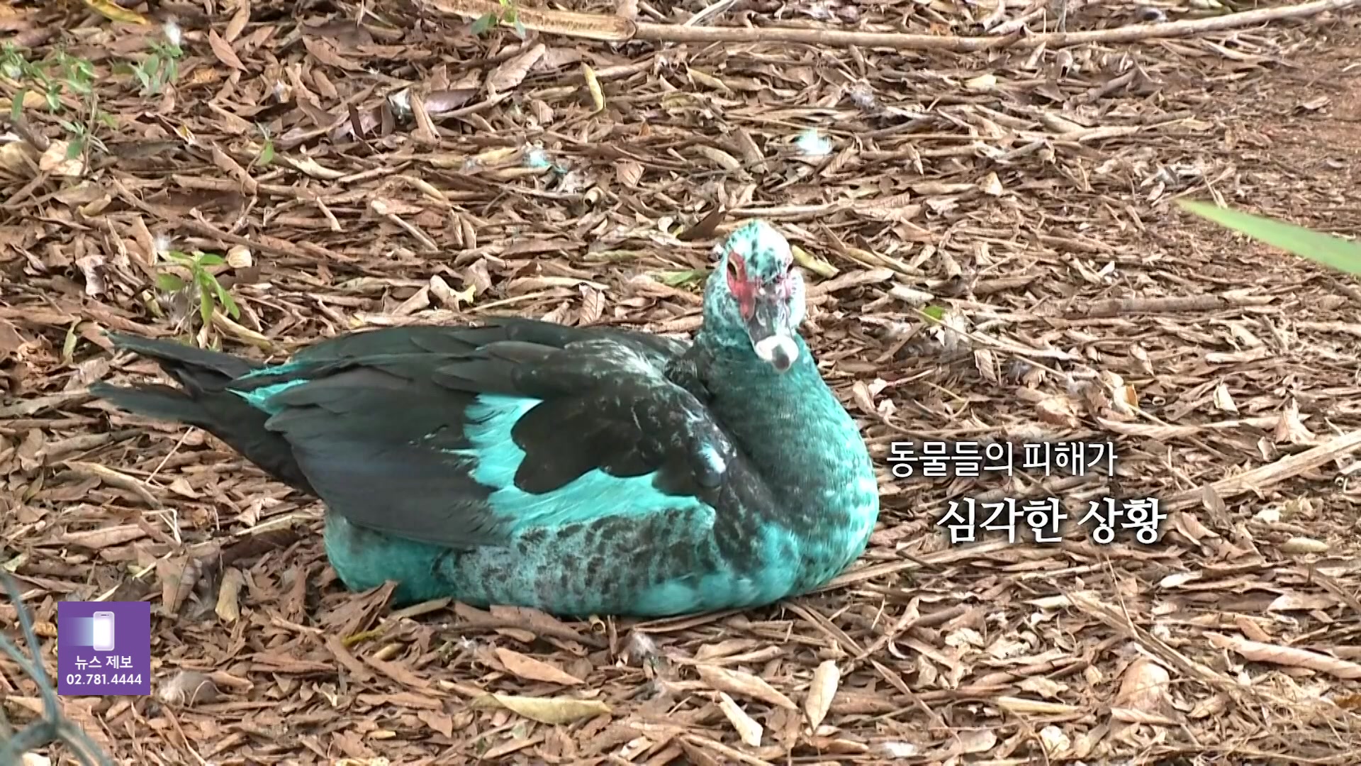 [오늘의 영상] 카피바라에 오리까지 시퍼렇게 물들인 ‘파란 호수’의 비밀