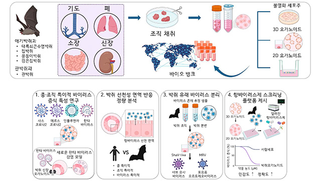 국내 연구진, ‘박쥐 장기 유사체’ 개발…“신종 바이러스에 대처”