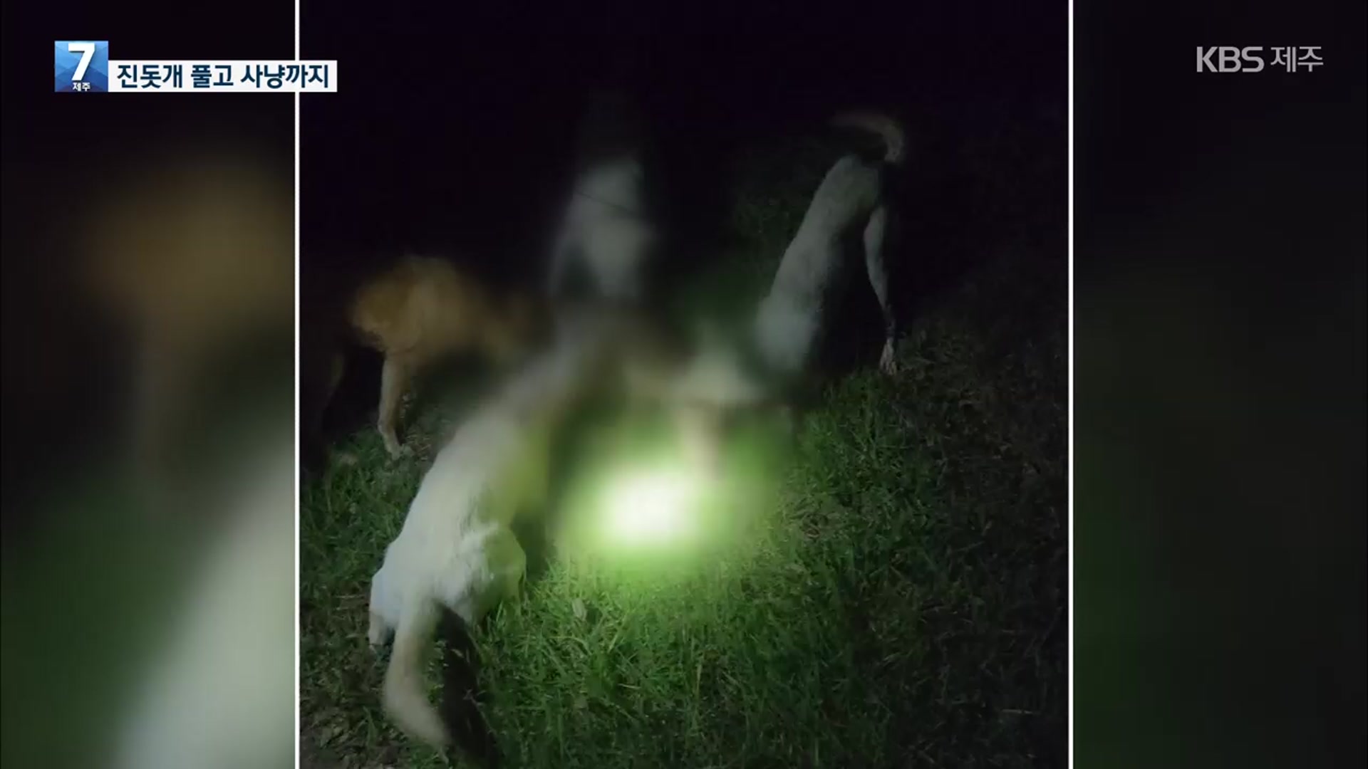진돗개 풀고 특수도구까지…야생동물 밀렵 2명 구속
