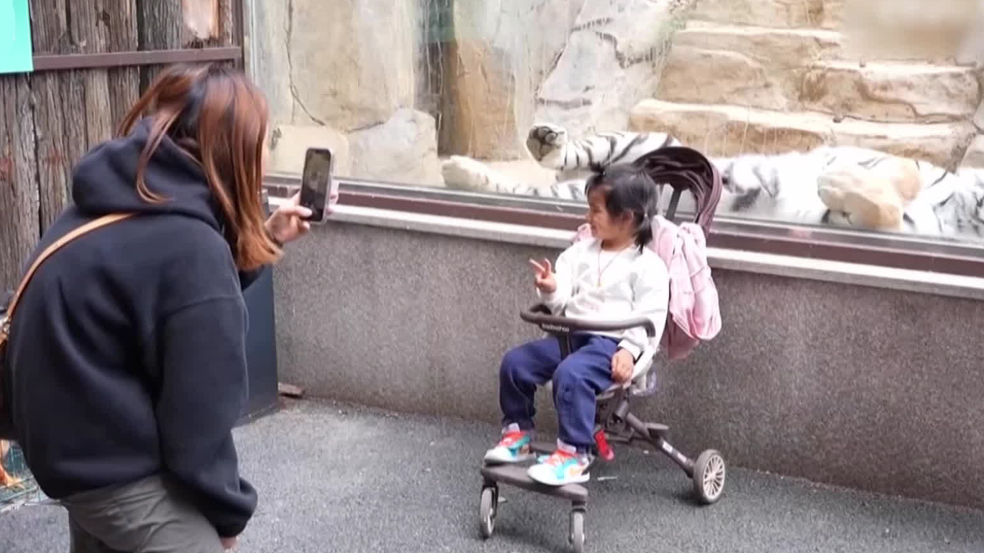 중국, 사자 보며 하룻밤…동물원 옆 호텔 인기