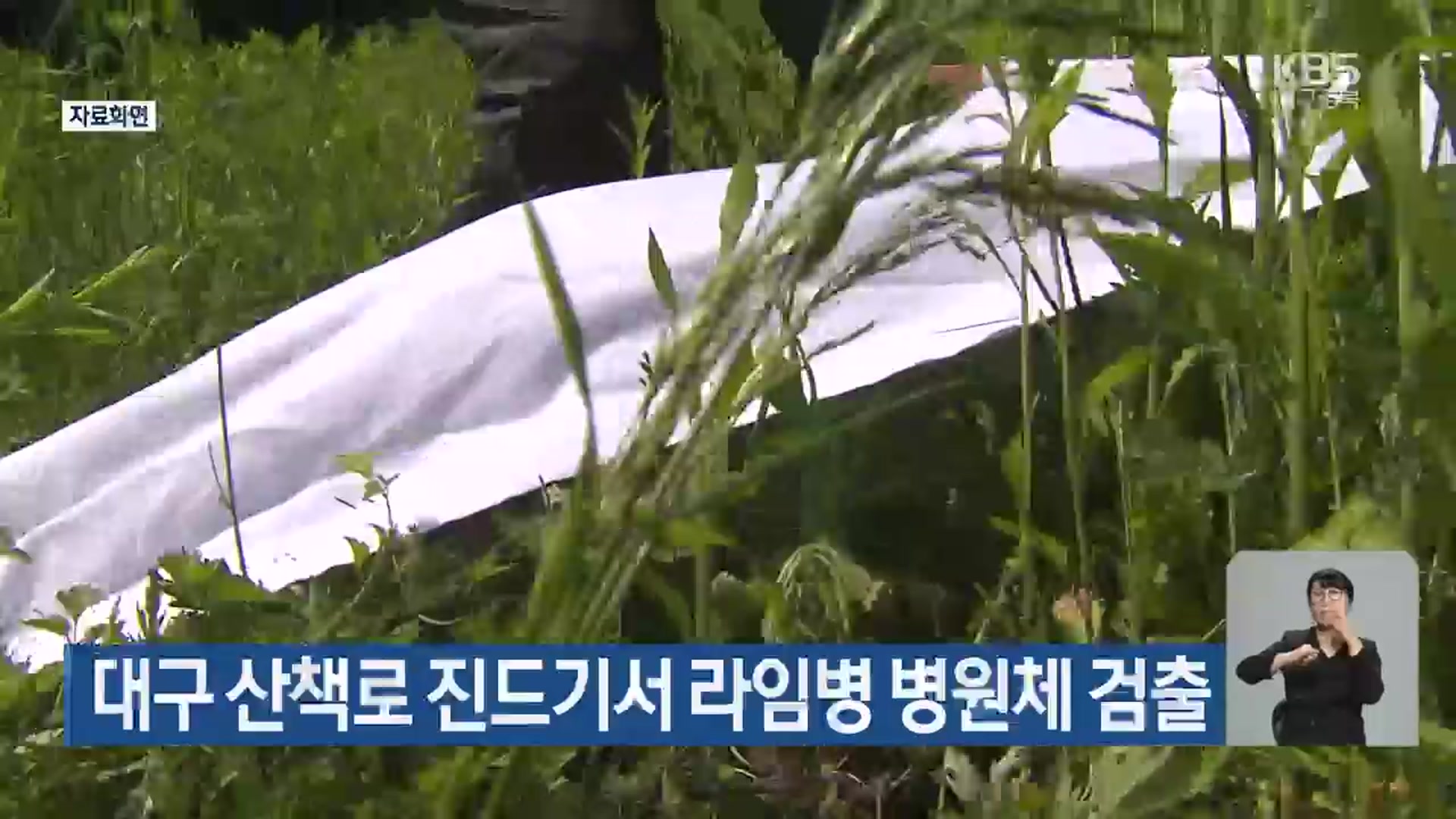 대구 산책로 진드기서 라임병 병원체 검출