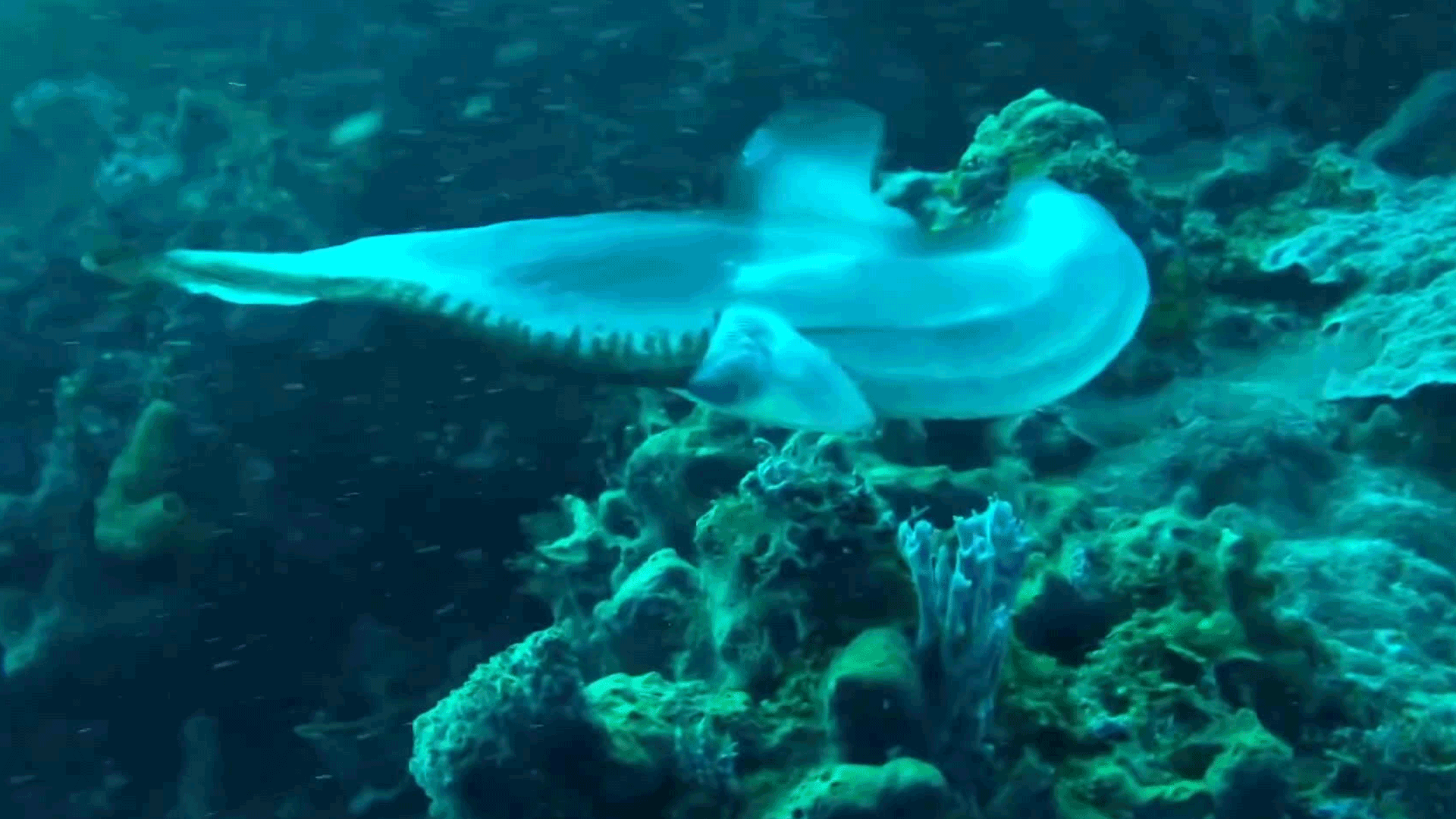 Transparent fish spotted off Jeju