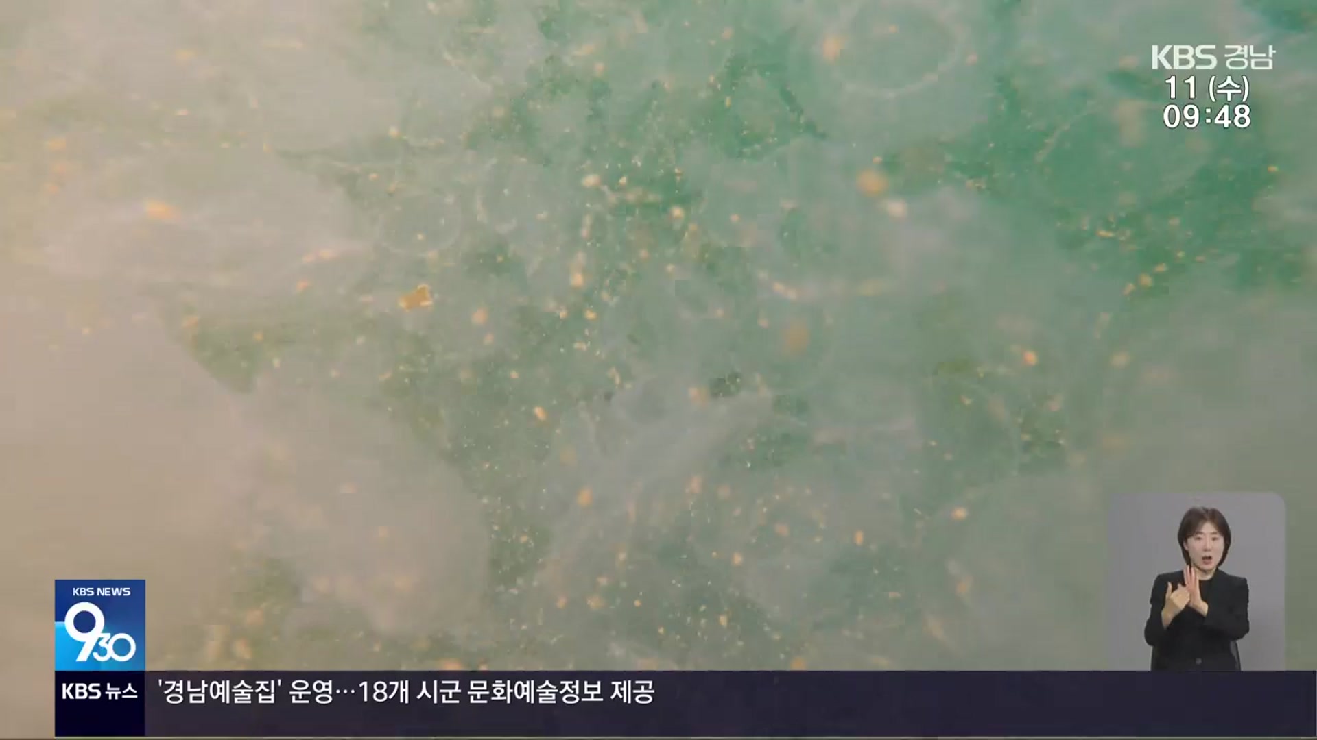 해파리 대량 출현에 고수온 걱정까지
