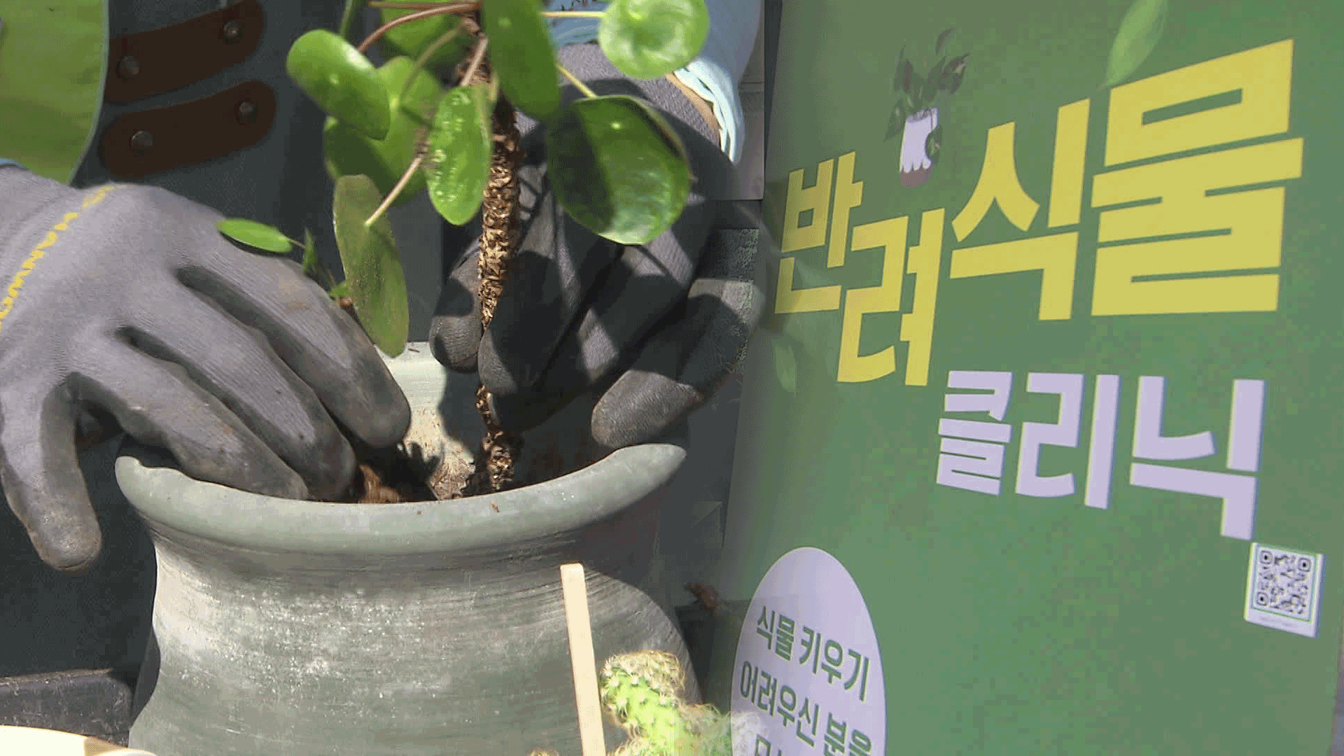 “아픈 식물 치료합니다!”…반려식물로 우울감 해소
