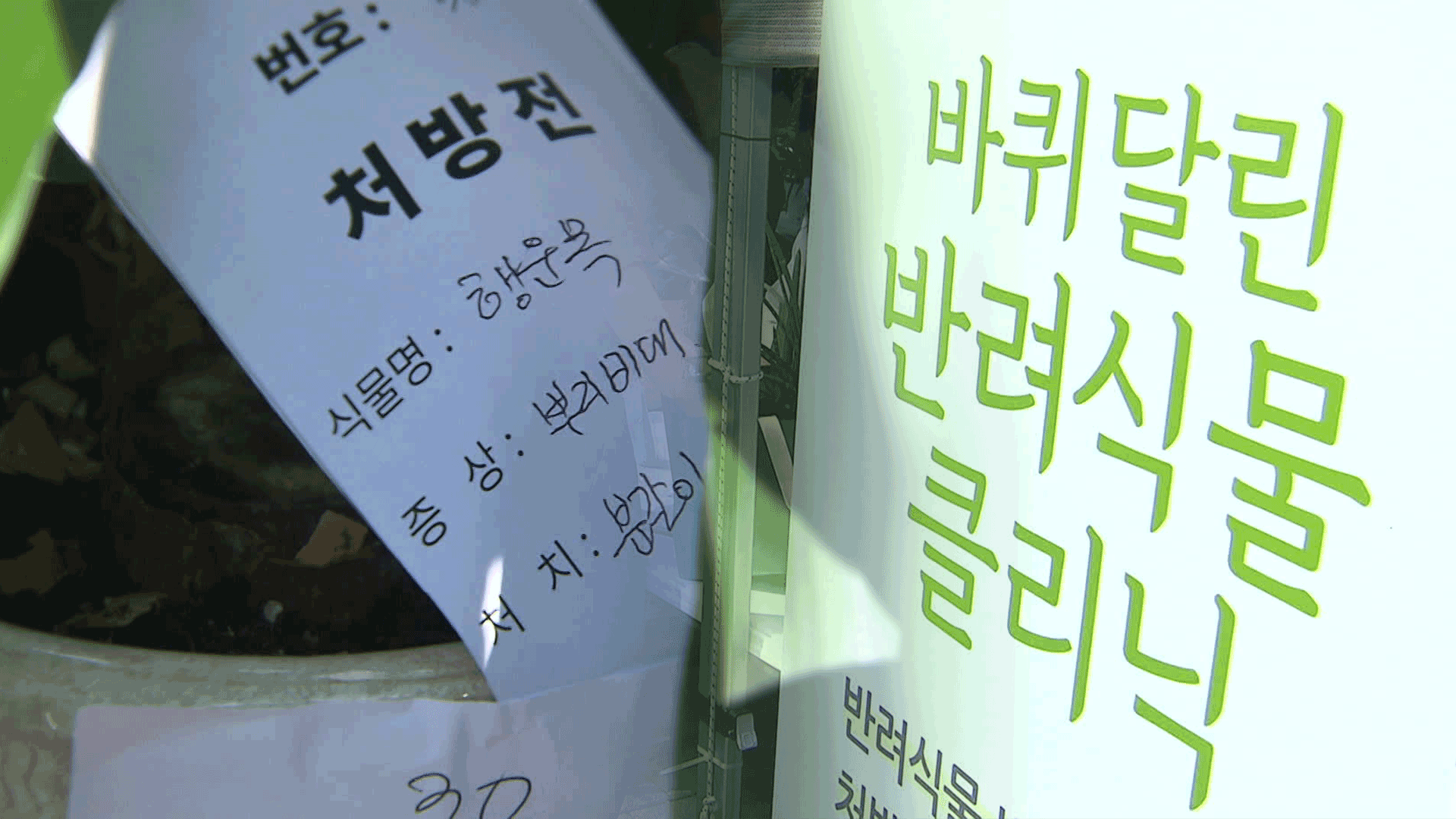 “아픈 식물 치료합니다!”…반려식물로 우울감 해소