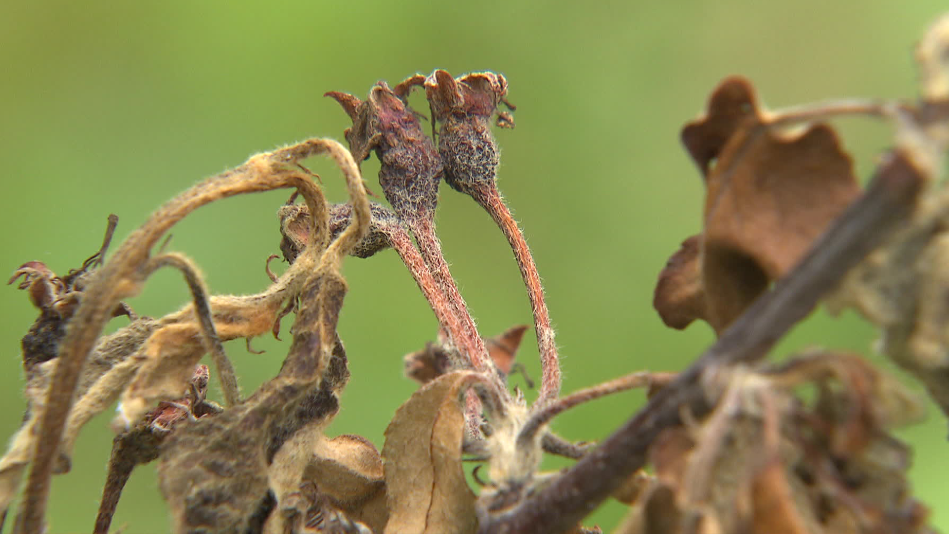 Fire blight threatens fruit farmers
