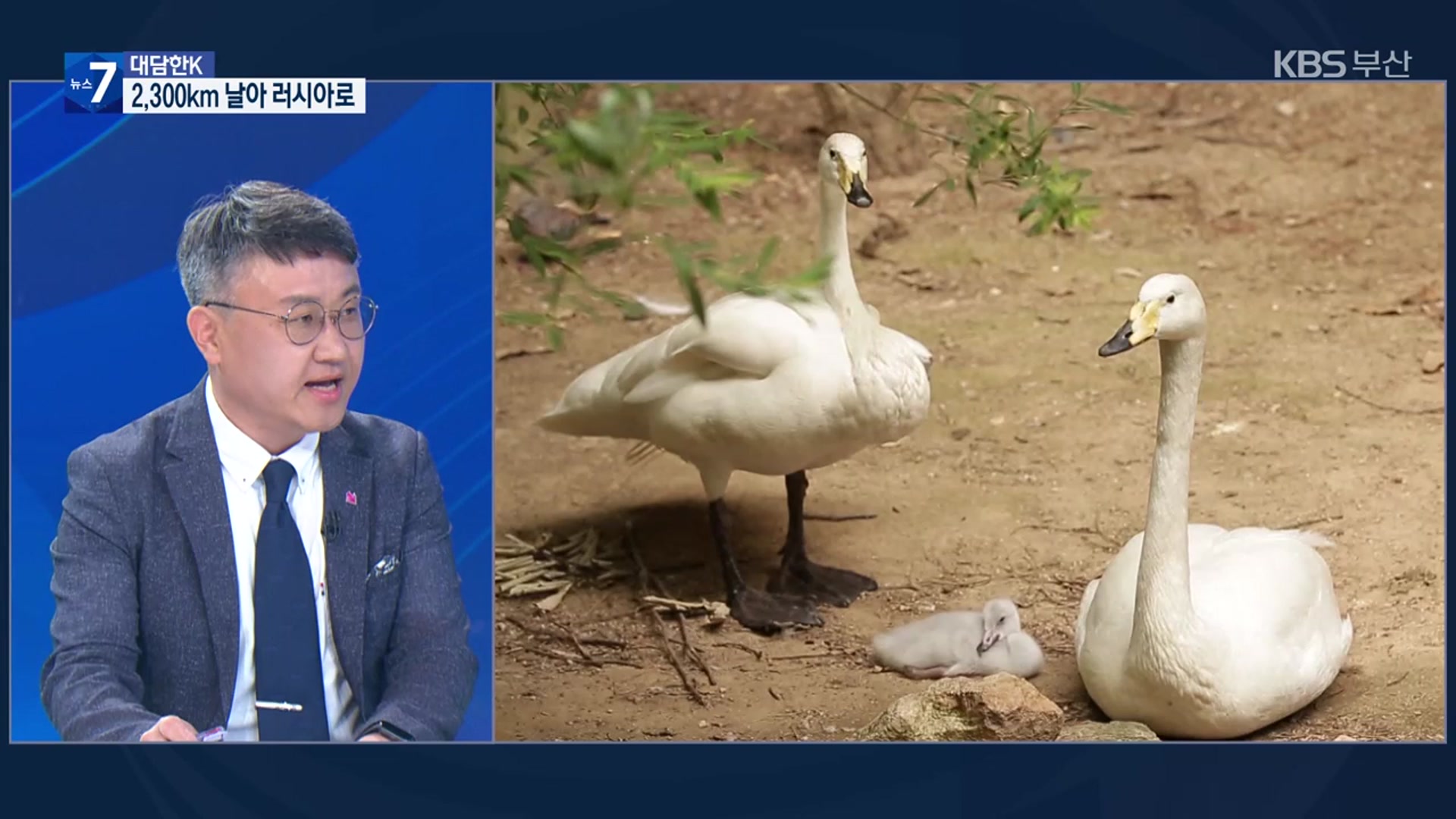 [대담한K] 큰고니의 귀향…생태계 복원 전환점 될까