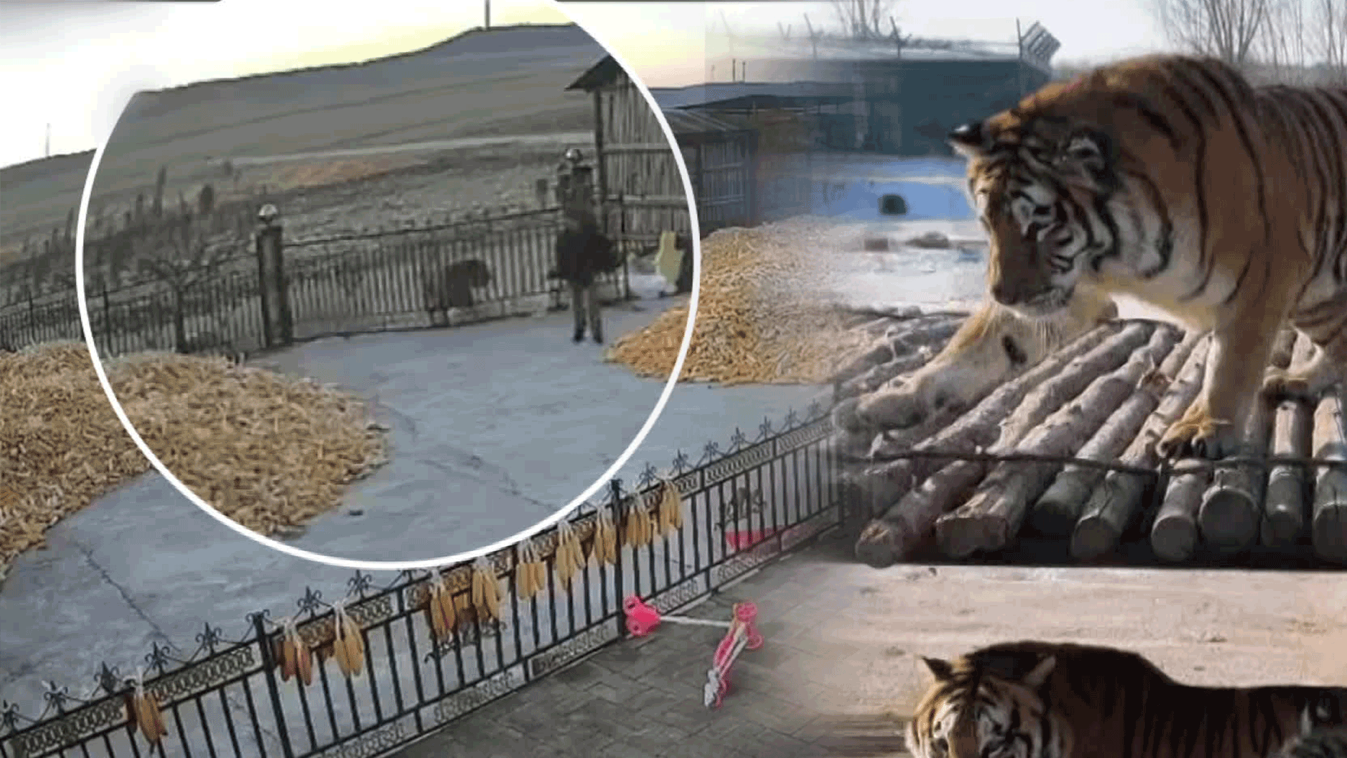 Tiger sightings in China