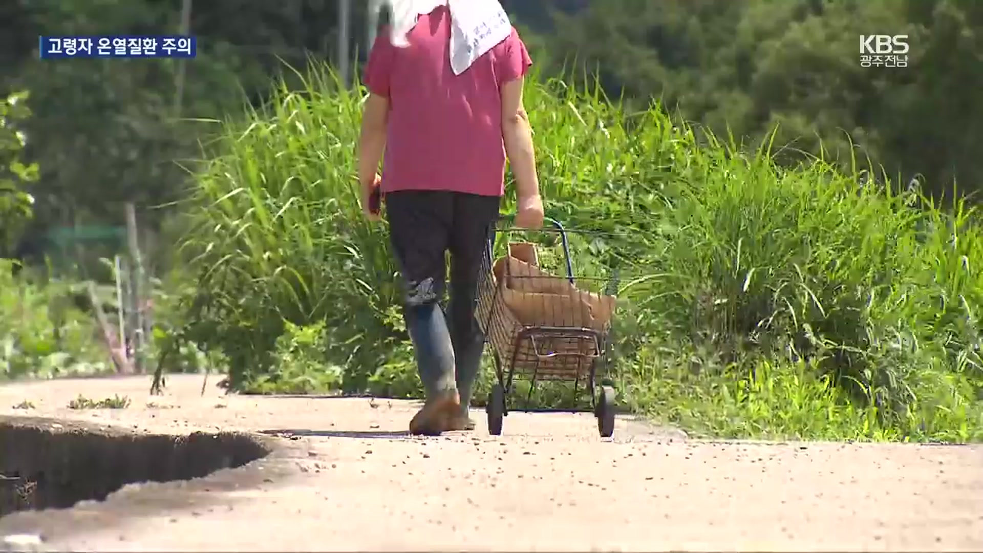 뙤약볕 아래 고사리 따다가…곡성에서 사망자 발생