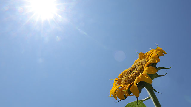 서쪽지역 폭염특보 계속…내일 제주·남부 비