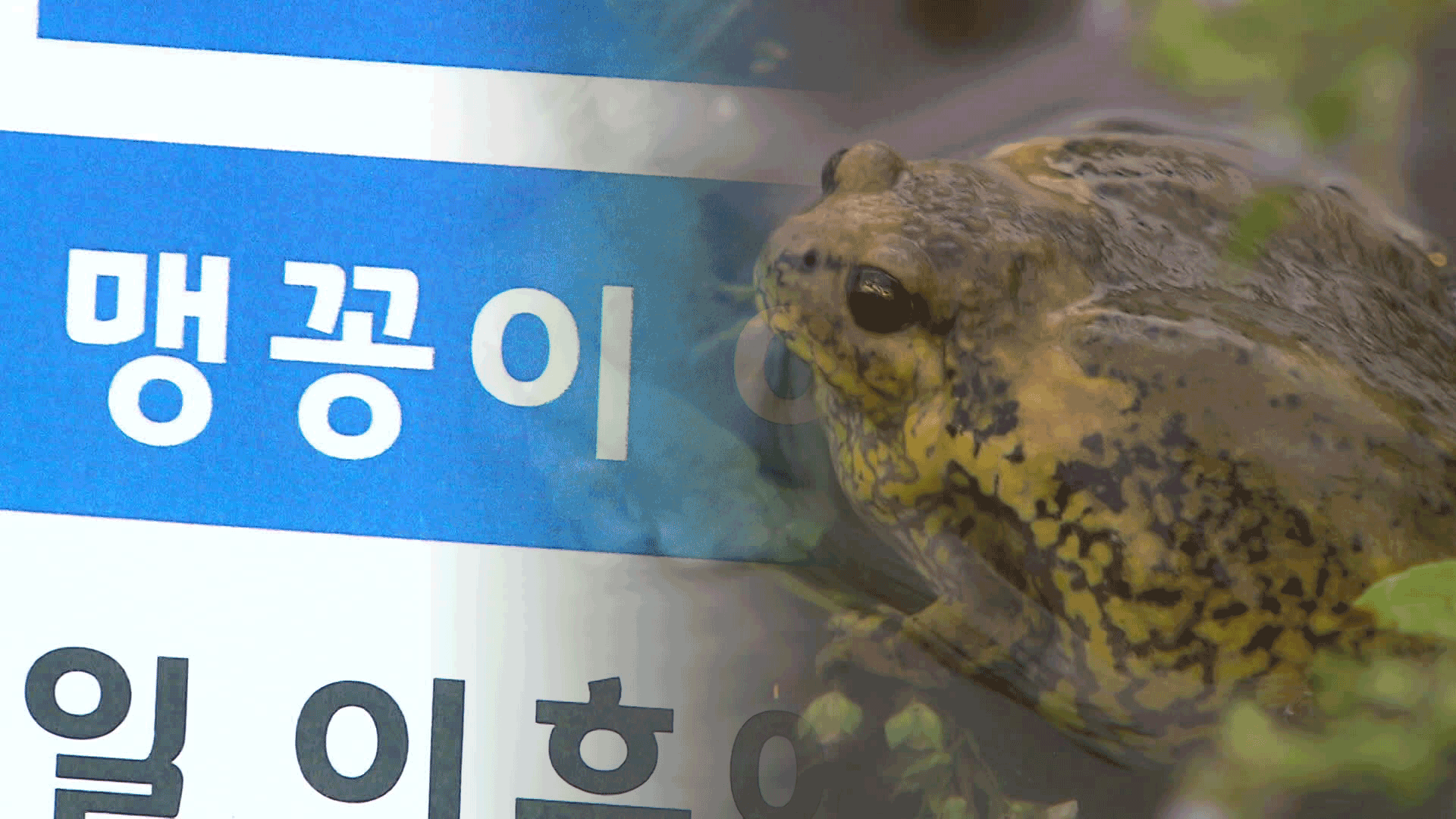 의정부 공동주택 신축 예정 부지서 맹꽁이 발견…이주 추진