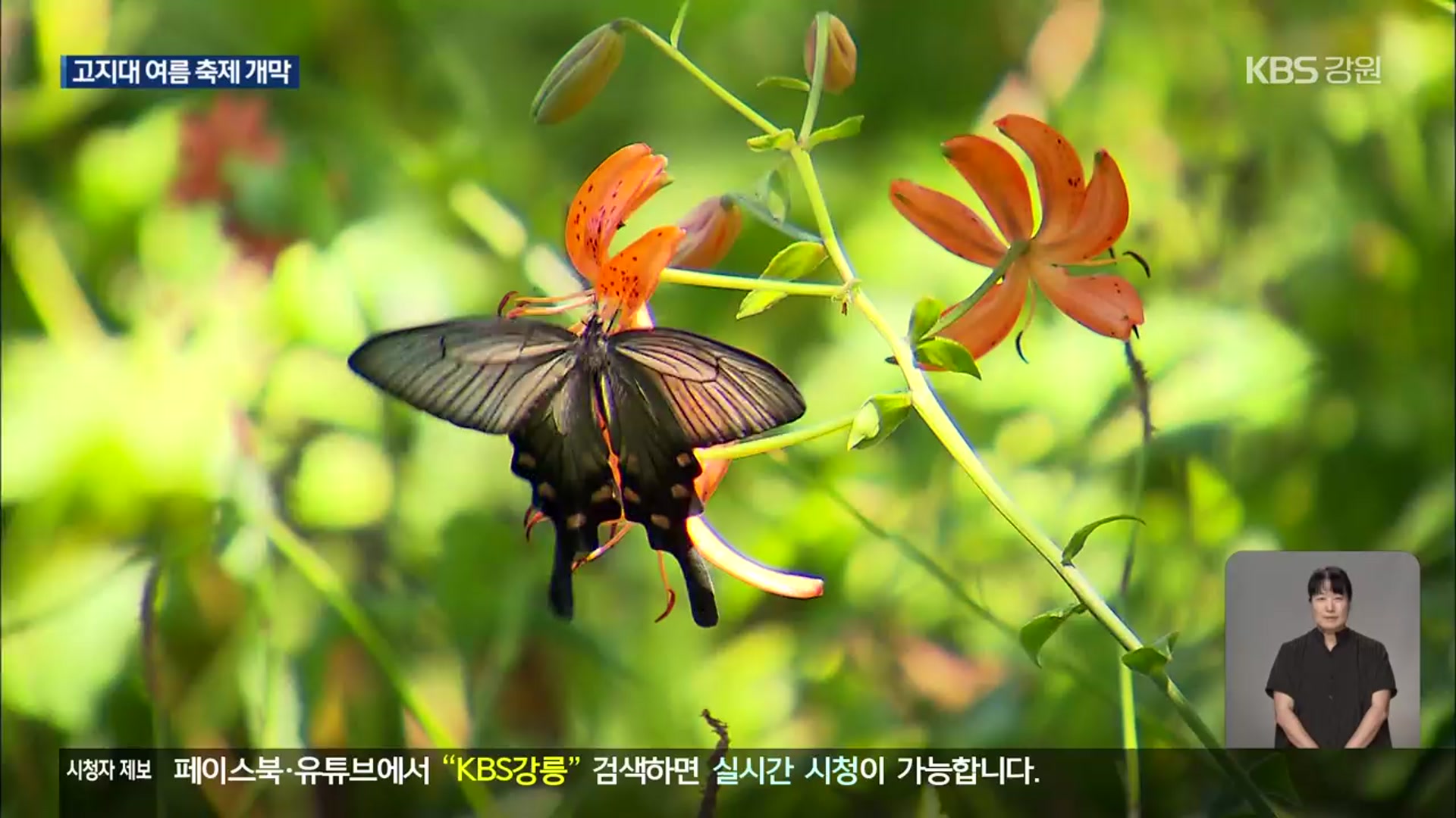 ‘함백산 야생화 축제’ 등 개막…“진짜 피서”