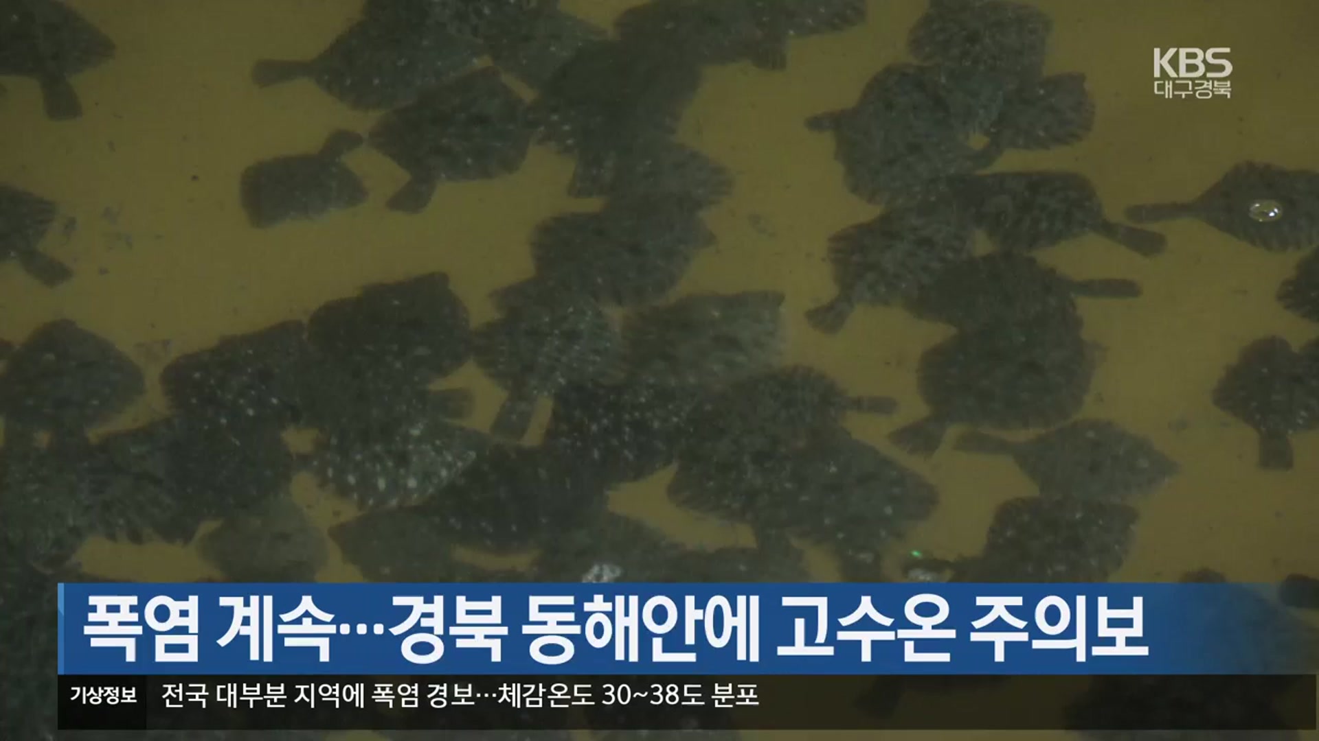 폭염 계속…경북 동해안에 고수온 주의보