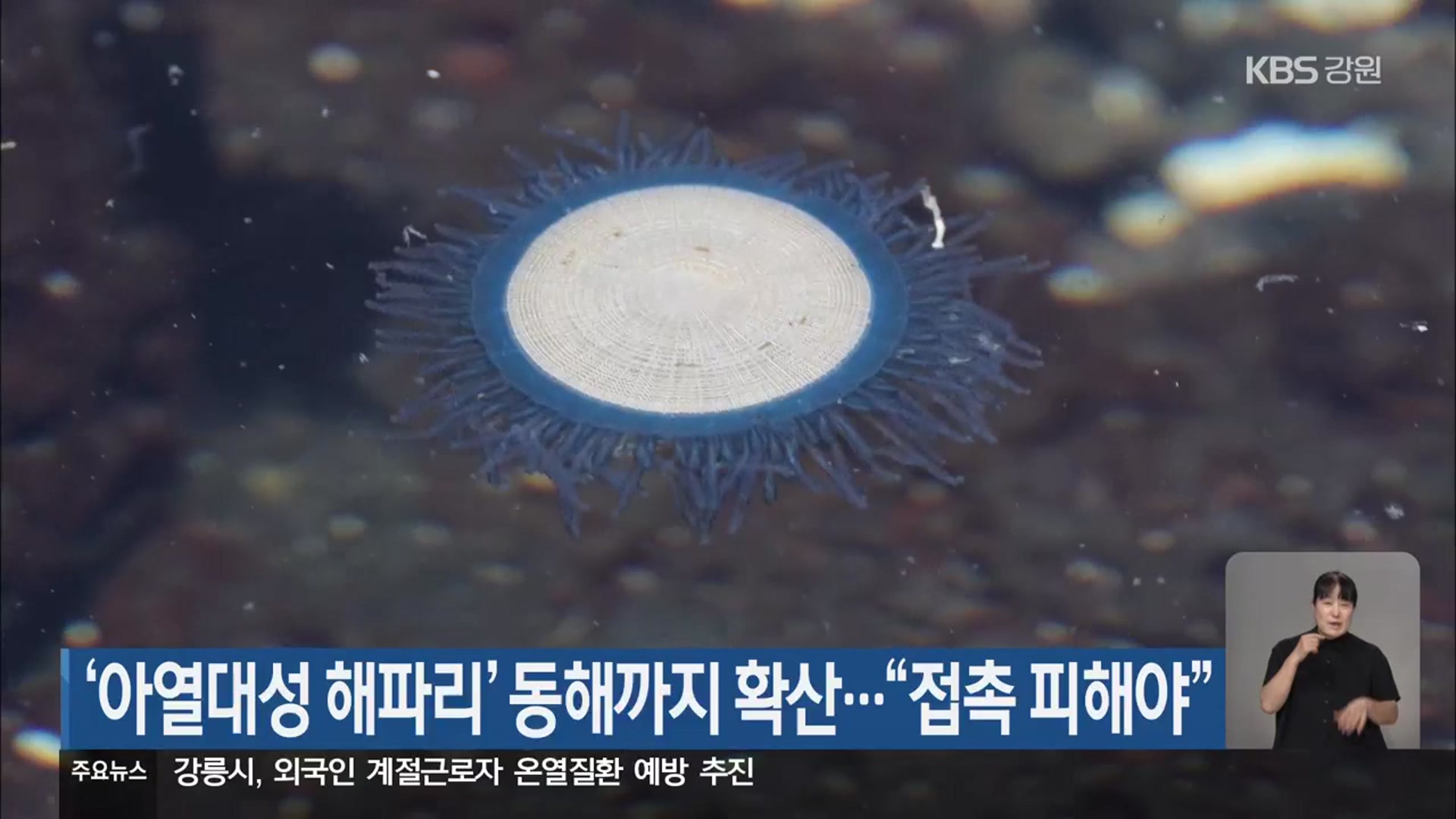 ‘아열대성 해파리’ 동해까지 확산…“접촉 피해야”