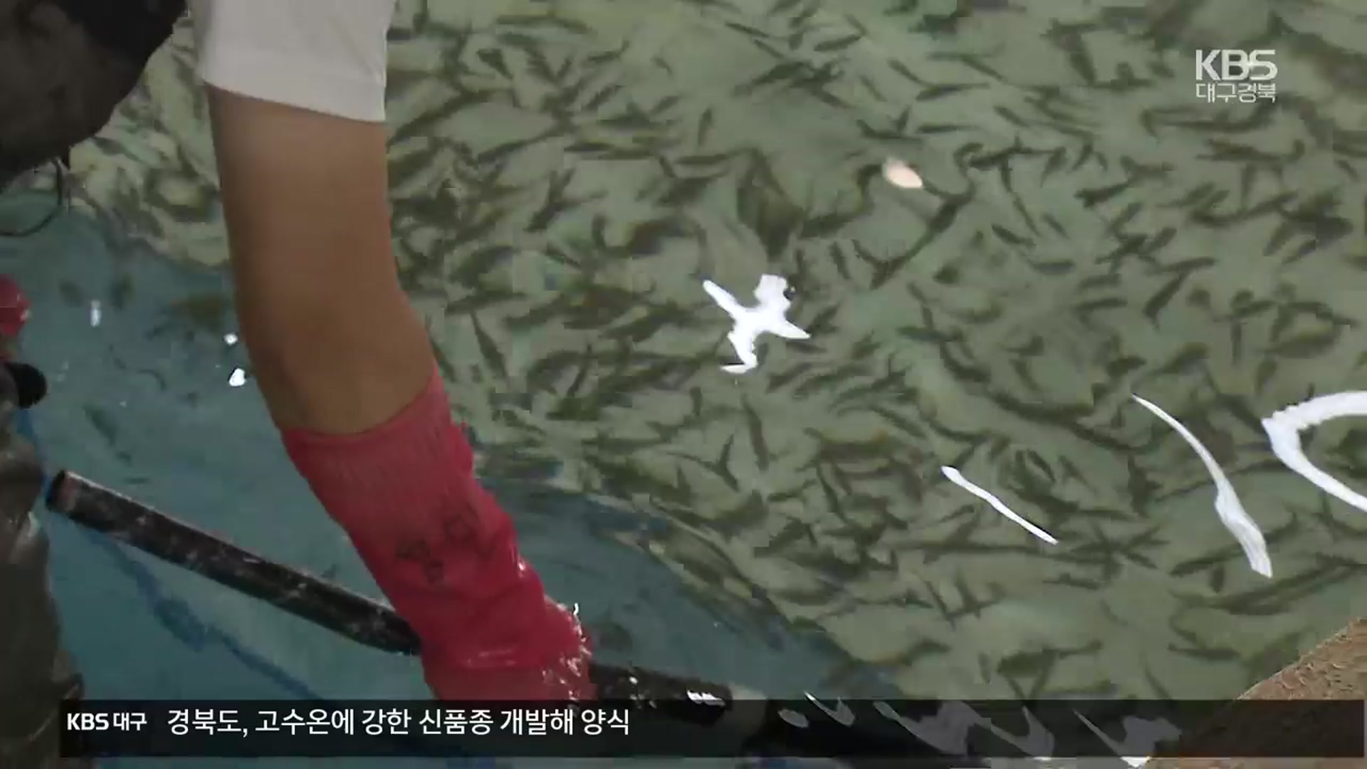 ‘더운 바다서도 생존’…고수온 적합 어종 키운다