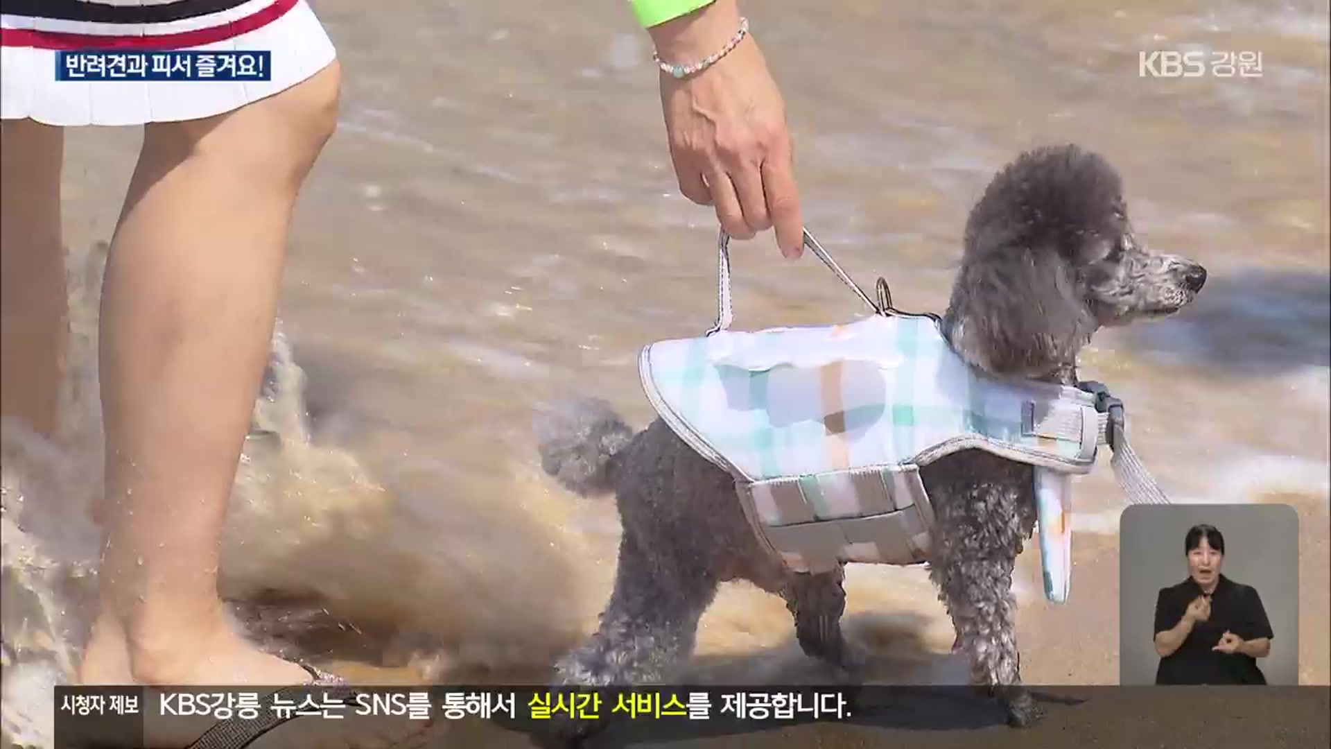 반려견도 ‘바닷물 풍덩’…“피서 함께 즐겨요”